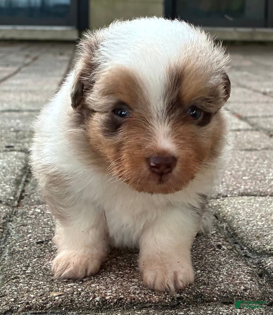  dogs for sale: Sailor - Image 3