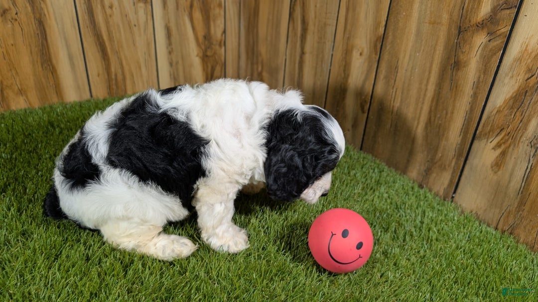 Cavapoo dogs for sale: Missy Girl 2 - Image 12