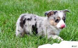 Australian Shepherd dogs for sale: Luna - Image 12