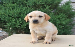Labrador Retriever dogs for sale: Fern - Image 3