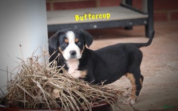 Greater Swiss Mountain Dog dogs for sale: Buttercup - Image 6