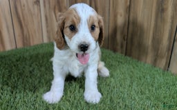 Cavapoo dogs for sale: Cocoa Girl 1 - Image 3