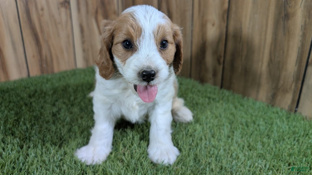 Cavapoo dogs for sale: Cocoa Girl 1 - Image 3
