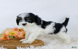 Cavapoo dogs for sale: Bethany - Image 3
