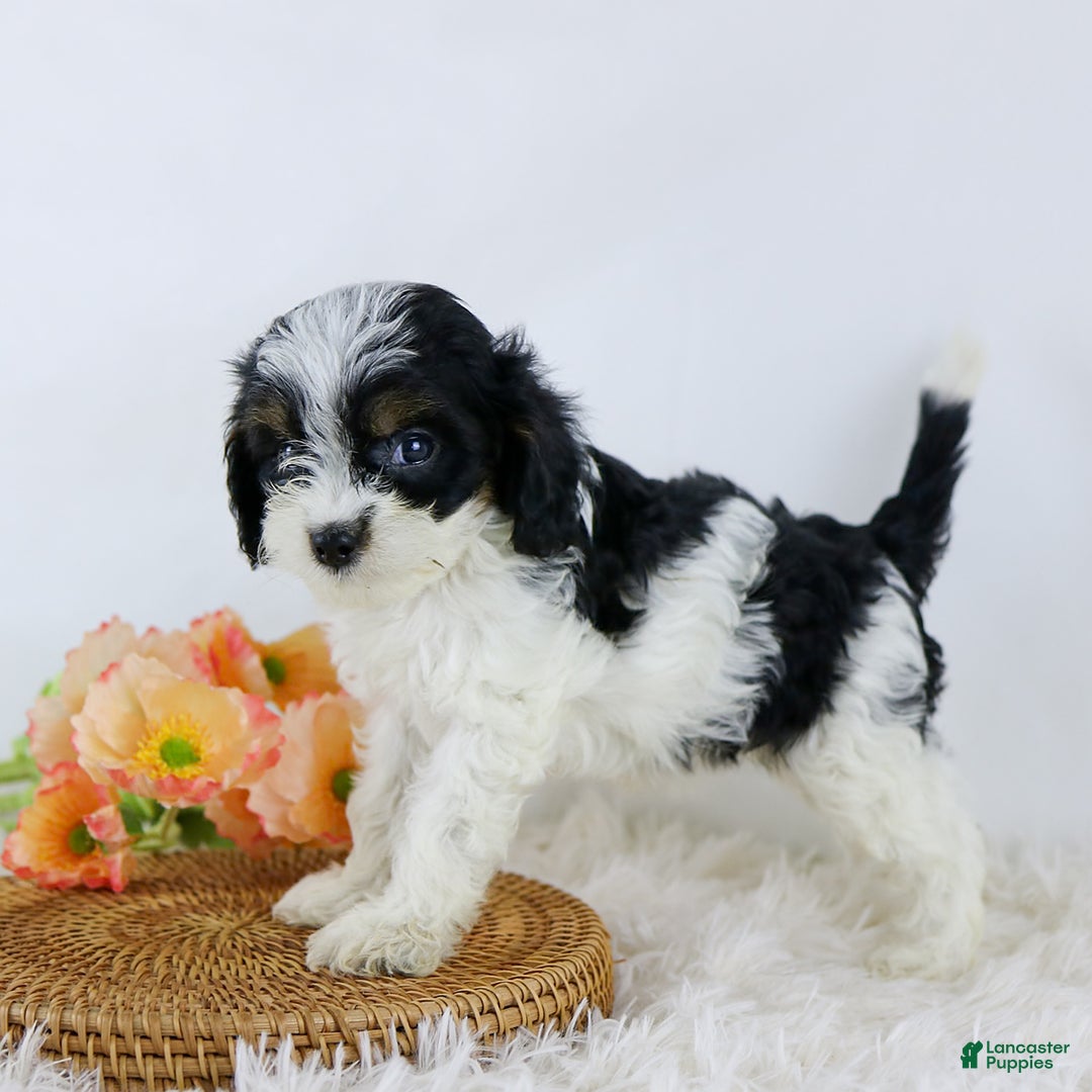Cavapoo dogs for sale: Bethany - Image 3