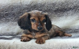 Miniature Dachshund dogs for sale: Trenton - Image 8