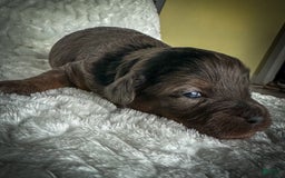 Cavapoo dogs for sale: Pumba - Image 8