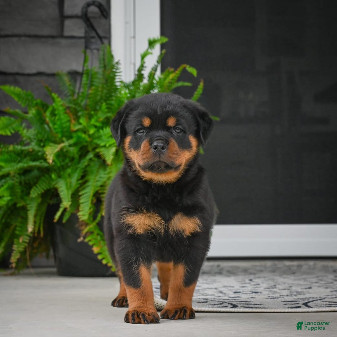 Rottweiler dogs for sale: Bella - Image 18