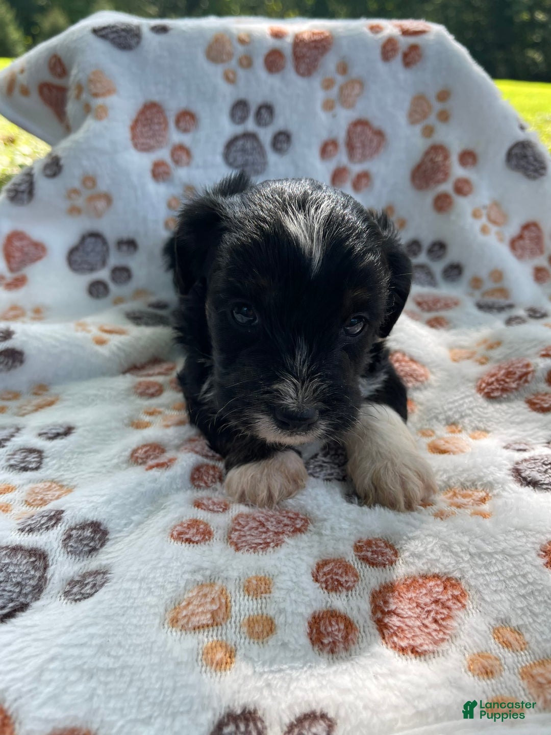 Yorkiepoo dogs for sale: Scout - Image 3