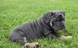 Olde English Bulldogge dogs for sale: Iris - Image 5