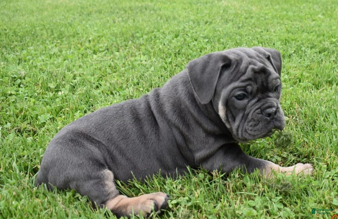 Olde English Bulldogge dogs for sale: Iris - Image 5