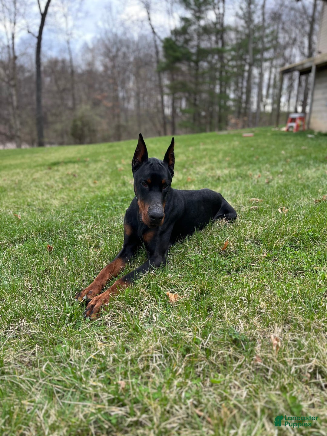 Doberman Pinscher dogs for sale: Dante - Image 7