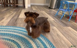 Miniature Schnauzer dogs for sale: Fancy Female 1 Akc Liver Color - Image 6
