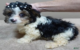 Yorkshire Terrier dogs for sale: Kai parti boy - Image 5