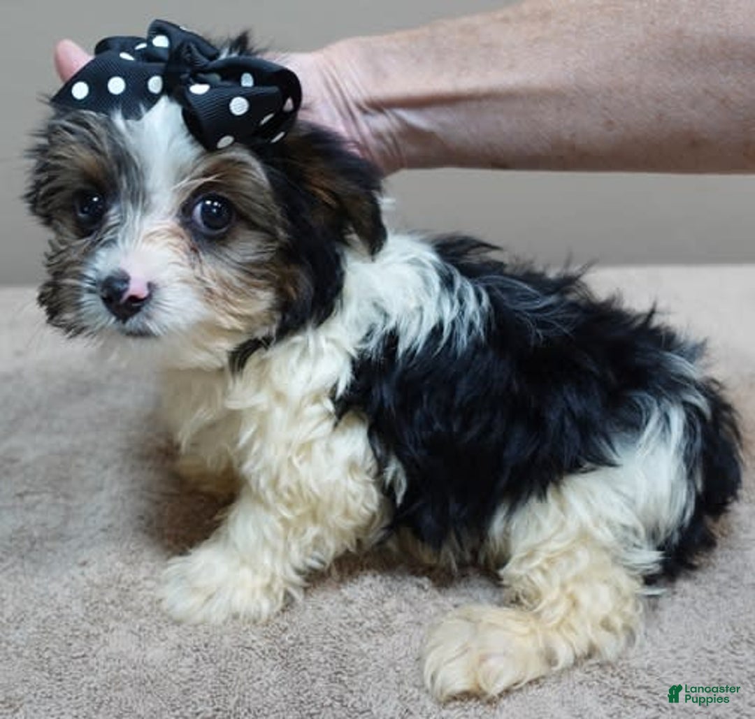 Yorkshire Terrier dogs for sale: Kai parti boy - Image 5