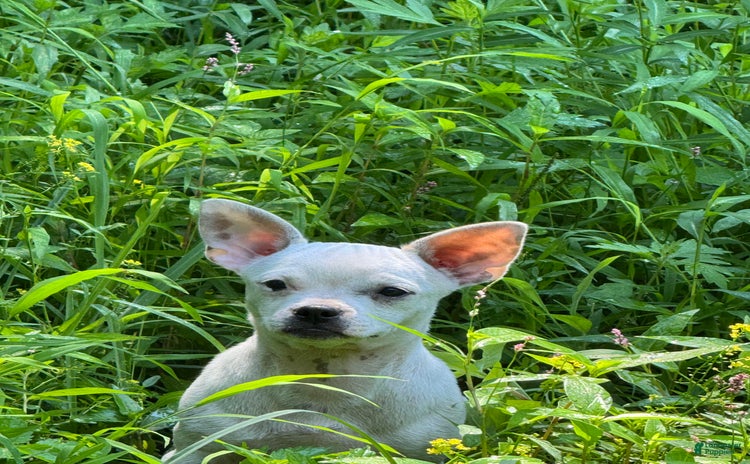 Chihuahua dogs for sale - Ad 1