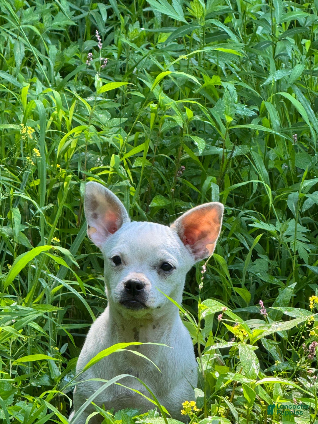 Chihuahua dogs for sale: Bianca - Image 1