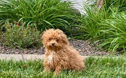 Maltipoo dogs for sale: Macon - Image 8