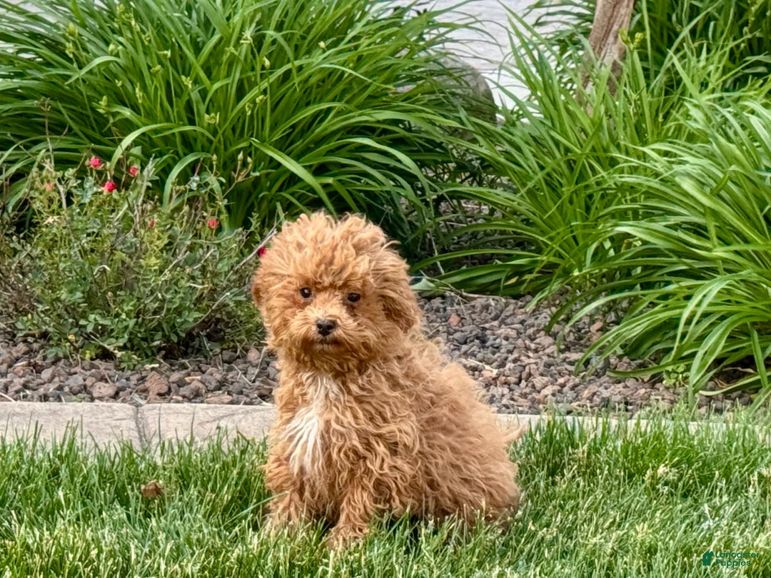 Maltipoo dogs for sale: Macon - Image 8