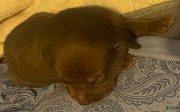 Labrador Retriever dogs for sale: Labrador Retriever 9 puppies - Image 1
