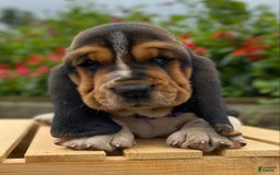 Basset Hound dogs for sale: Sadie - Image 24