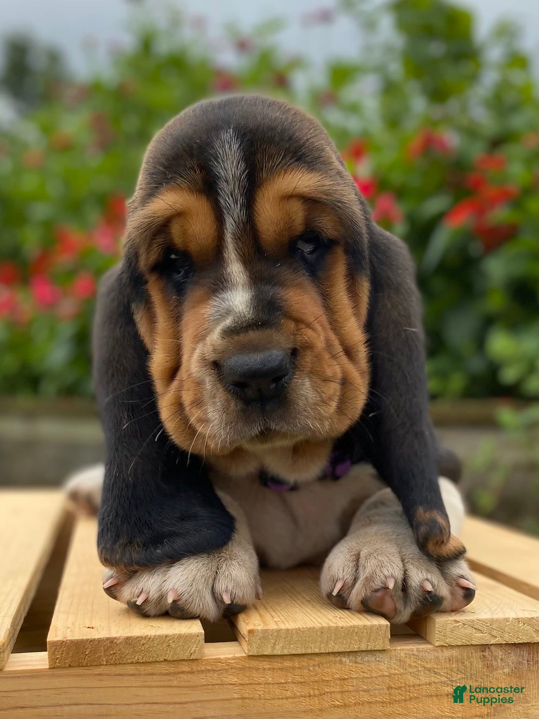 Basset Hound dogs for sale: Sadie - Image 24