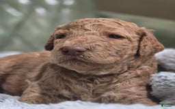 Standard Poodle dogs for sale: Palomino - Image 4