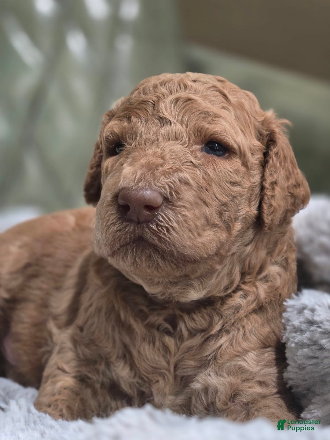 Standard Poodle dogs for sale: Palomino - Image 4