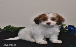 Shihpoo dogs for sale: Jake - Image 2