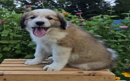 Great Pyrenees dogs for sale: Waldo - Image 1
