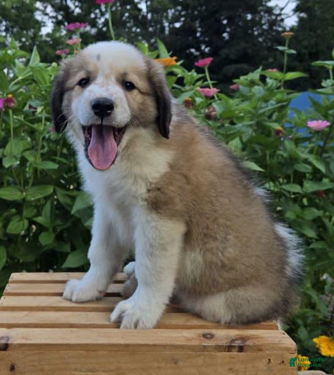 Great Pyrenees dogs for sale: Waldo - Image 1