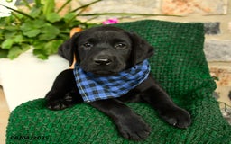Labrador Retriever dogs for sale: Cannoli - Image 4
