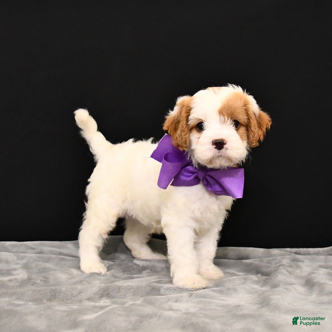 Cavapoo dogs for sale: Caramel - Image 2