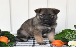 German Shepherd dogs for sale: Paris - Image 3