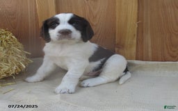 English Springer Spaniel dogs for sale: Max - Image 1