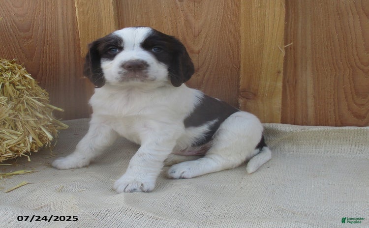 English Springer Spaniel dogs for sale - Ad 5