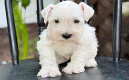 Miniature Schnauzer dogs for sale: Tucker - Image 1