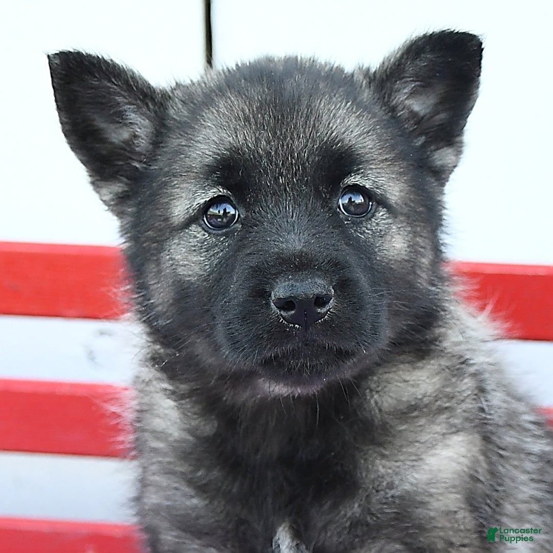 Norwegian Elkhound dogs for sale: Lilly - Image 3