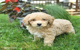 Maltipoo dogs for sale: Fluffy - Image 3