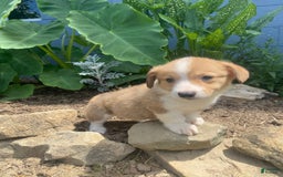 Welsh Corgi Pembroke dogs for sale: Pippy - Image 8