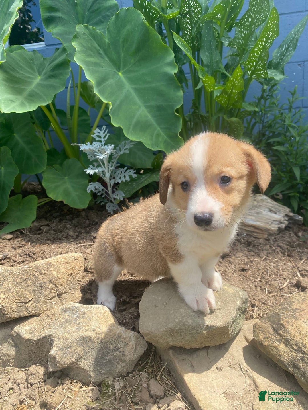 Welsh Corgi Pembroke dogs for sale: Pippy - Image 8