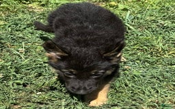 German Shepherd dogs for sale: Daisy - Image 5