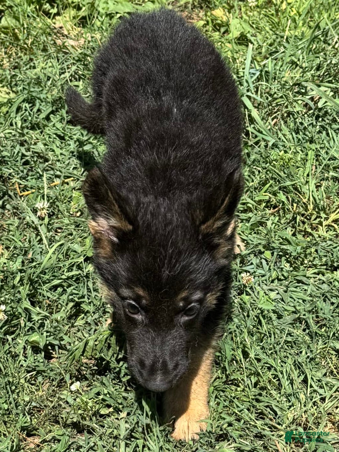 German Shepherd dogs for sale: Daisy - Image 5