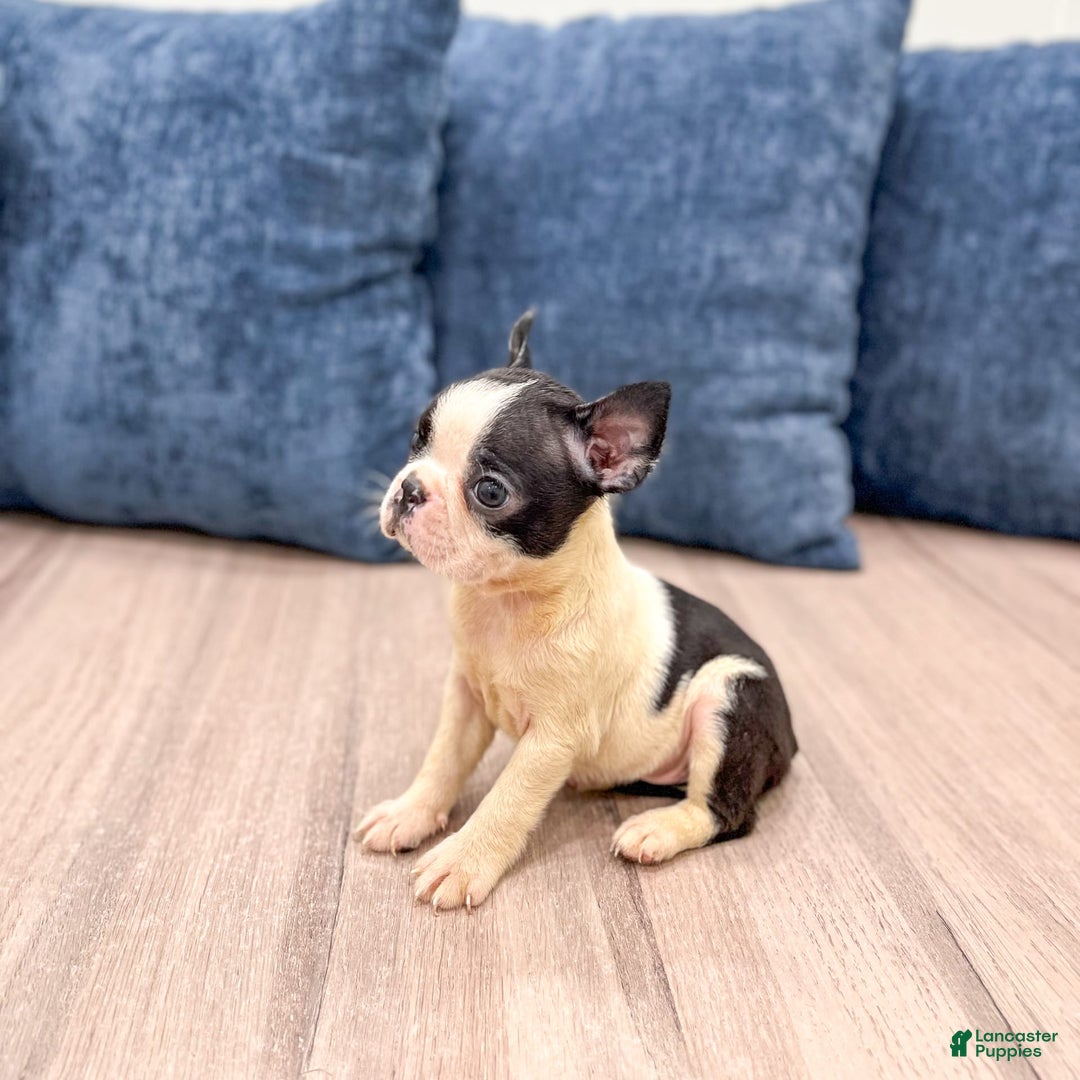Boston Terrier dogs for sale: Annie - Image 4