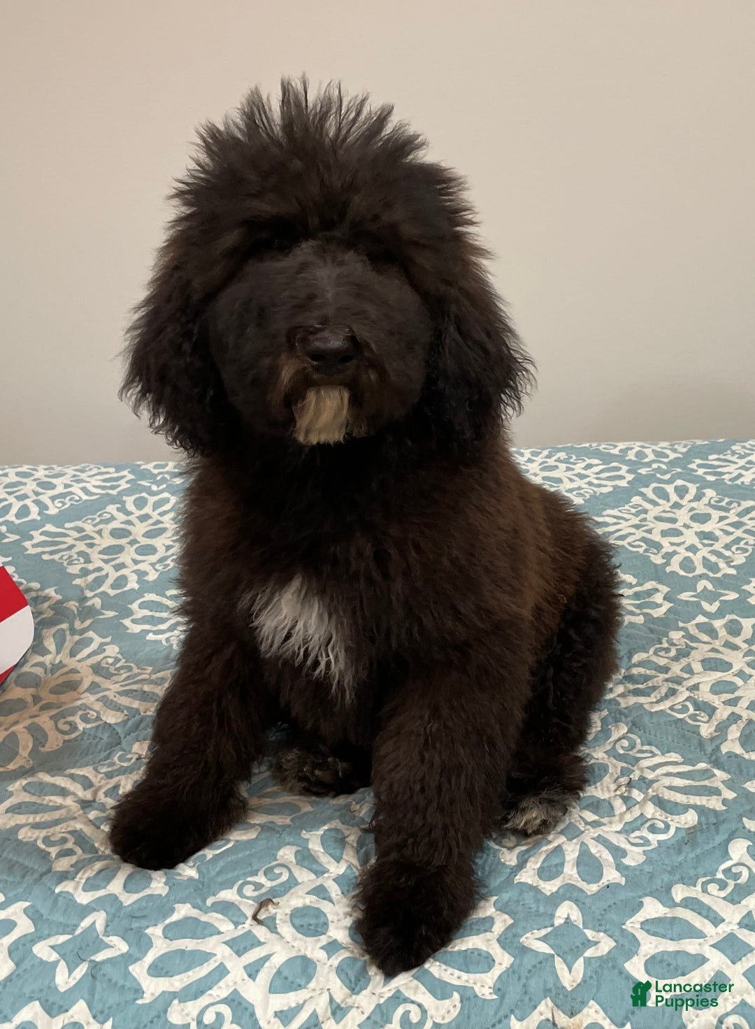 Standard Poodle dogs for sale: Gypsy - Image 12