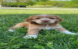 Cocker Spaniel dogs for sale: Asher - Image 4