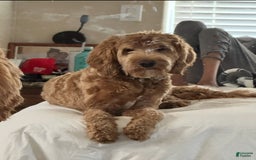 Standard Poodle dogs for sale: Pink Collar - Image 4