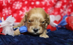 Cavapoo dogs for sale: Phoenix - Image 22
