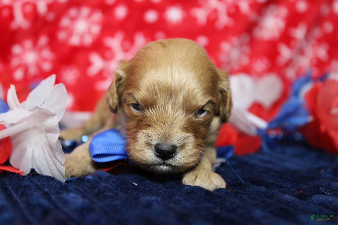 Cavapoo dogs for sale: Phoenix - Image 22