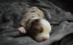 Miniature Australian Shepherd dogs for sale: August - Image 3